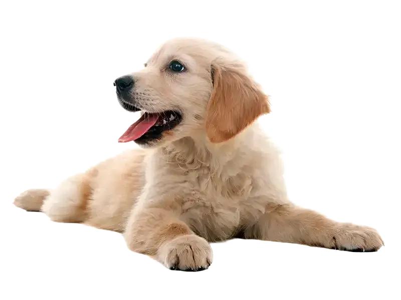 Cream-colored puppy lying down with mouth open and tongue out on a white background
