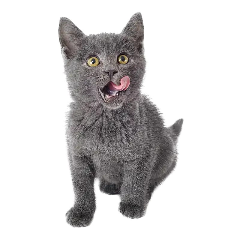 Cat Focused Care