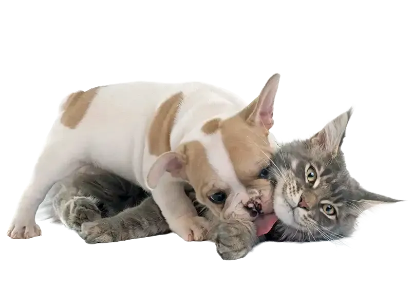 Small brown-and-white dog cuddling with a gray tabby cat on a white background