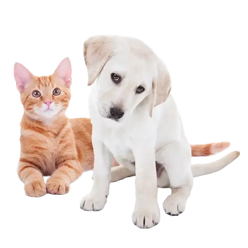 Orange tabby kitten and white puppy sitting together on a white background