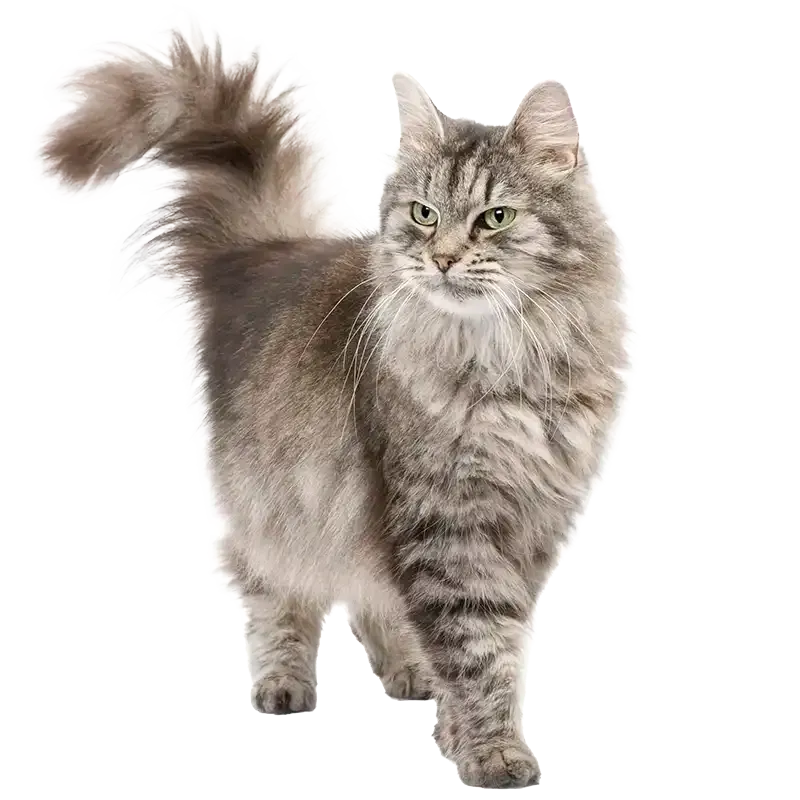 Gray fluffy tabby cat with a raised tail, standing against a white background