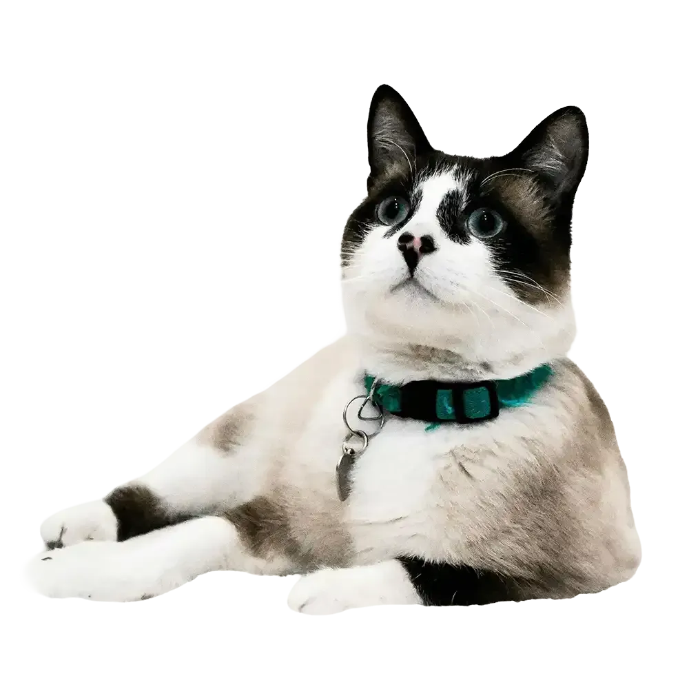 Black-and-white cat wearing a teal collar, lying down and looking upward