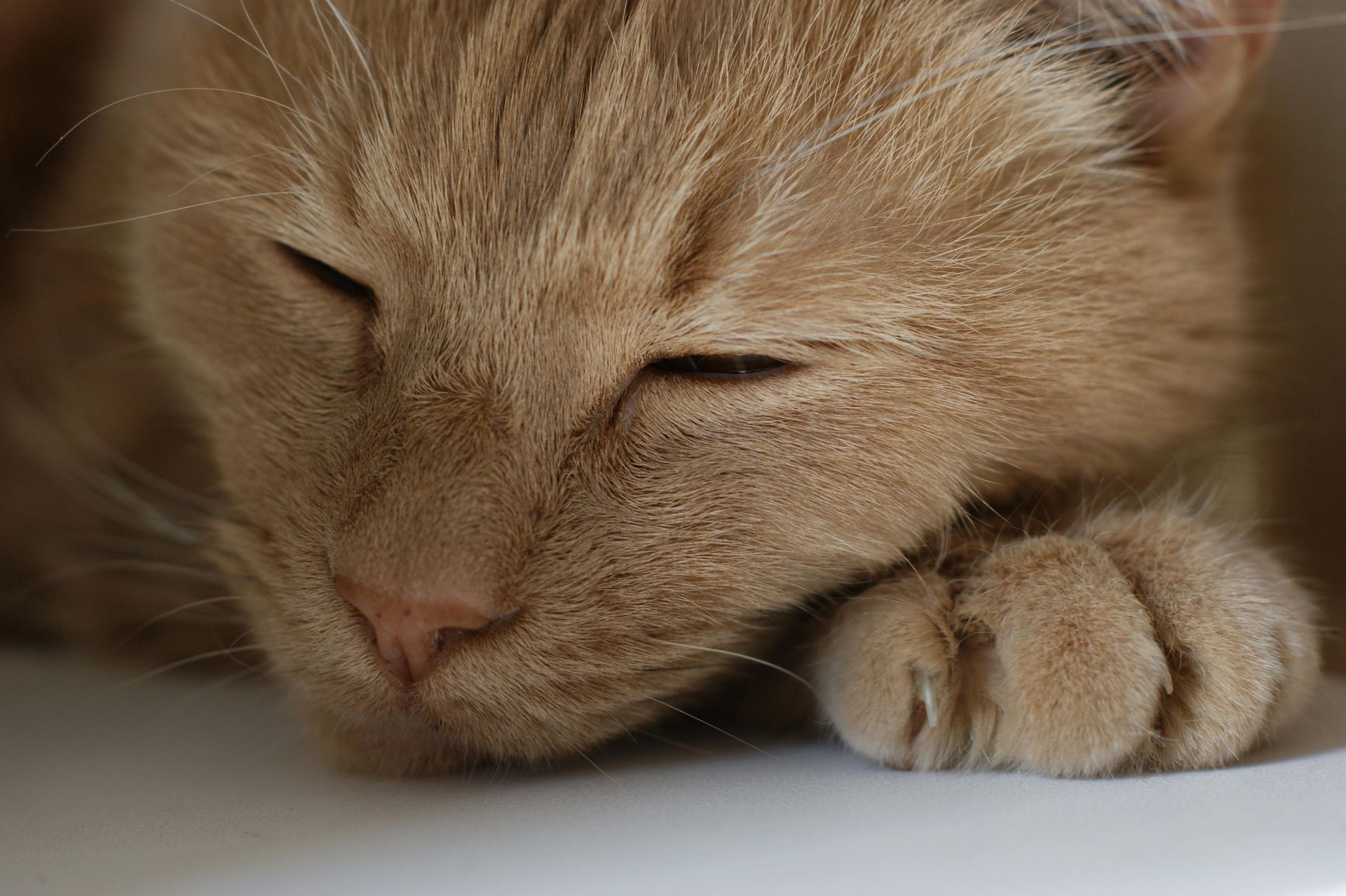 Sleeping ginger cat resting its head on a paw, eyes closed