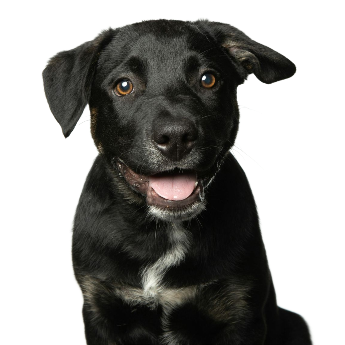 Black puppy with a white chest, facing forward with mouth slightly open on a white background