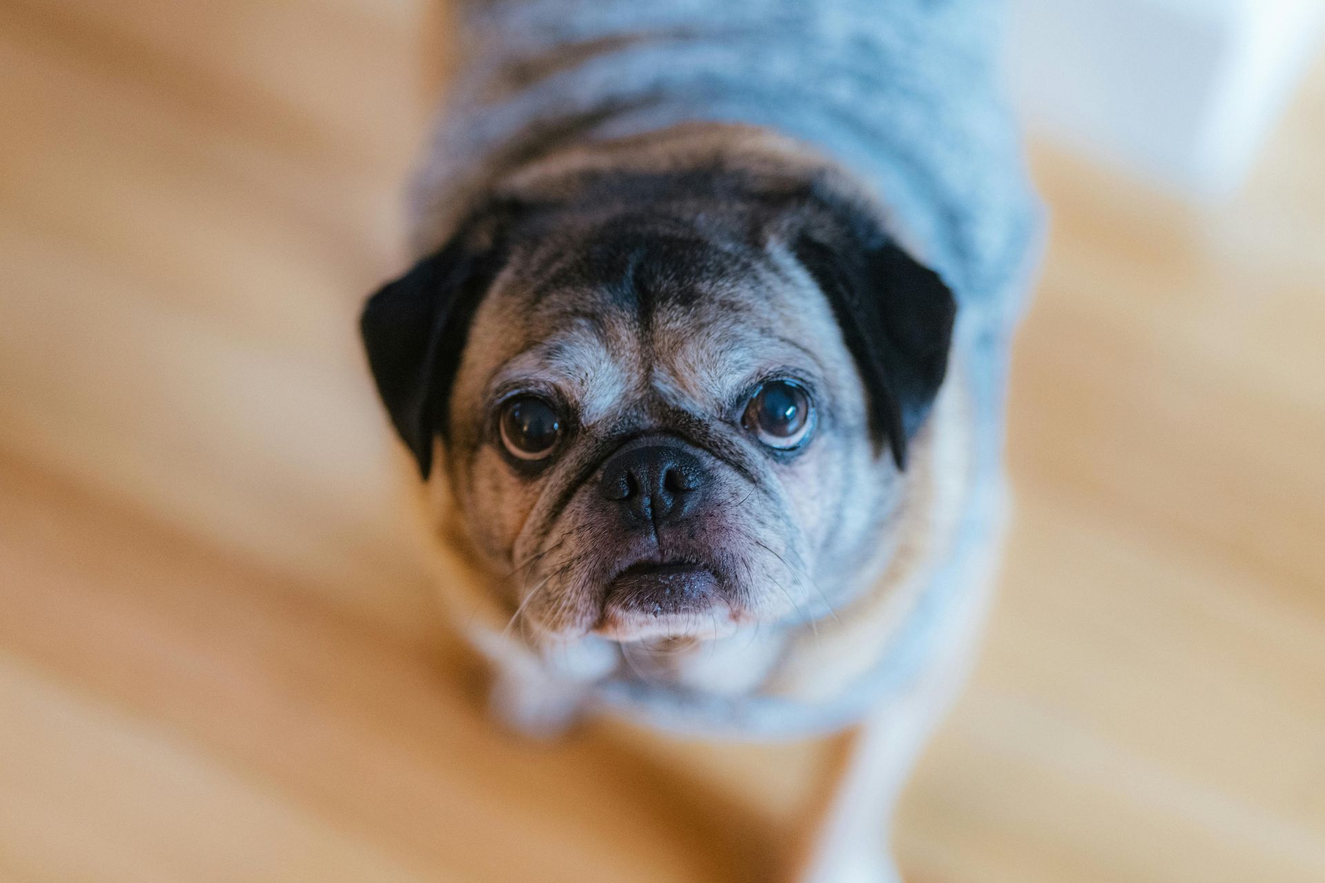 Small pug looking up on a light wooden floor, wearing a gray sweater