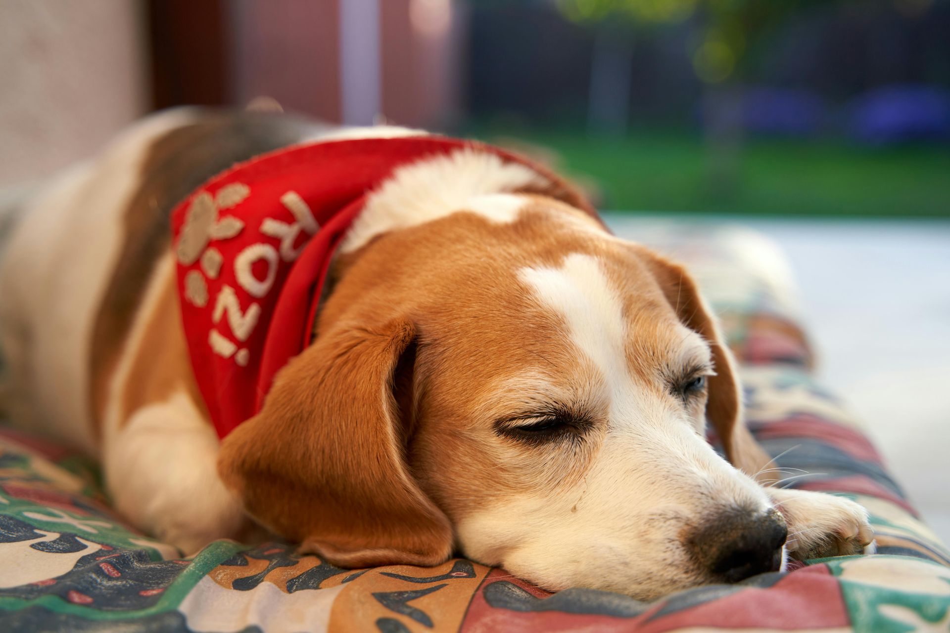 Brown and white dog sleeping on a patterned cushion, wearing a red bandana