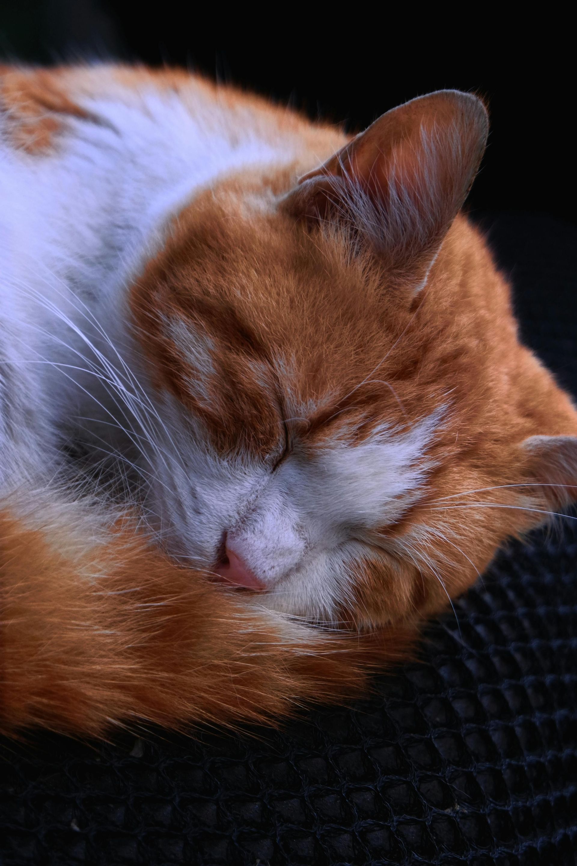 Sleeping orange-and-white cat curled on a dark blanket