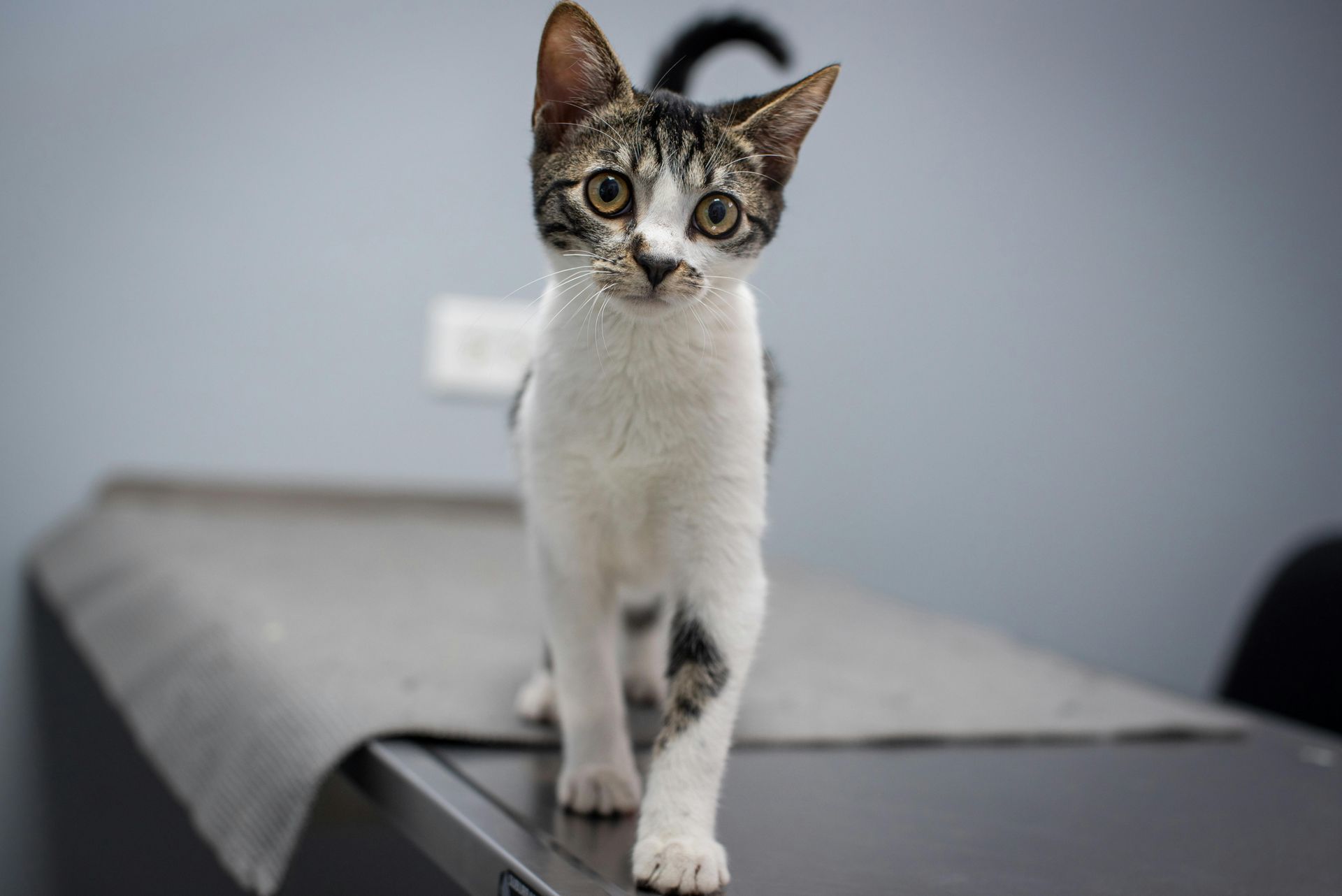 Tabby-and-white cat standing on a vet exam table, looking at the camera
