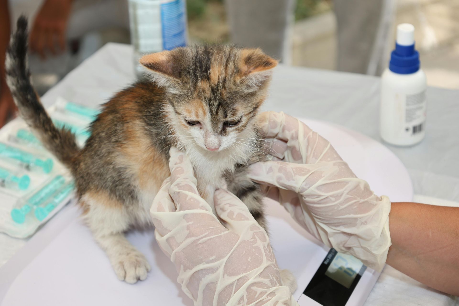 Gloved hands hold a small calico kitten on a veterinary exam table