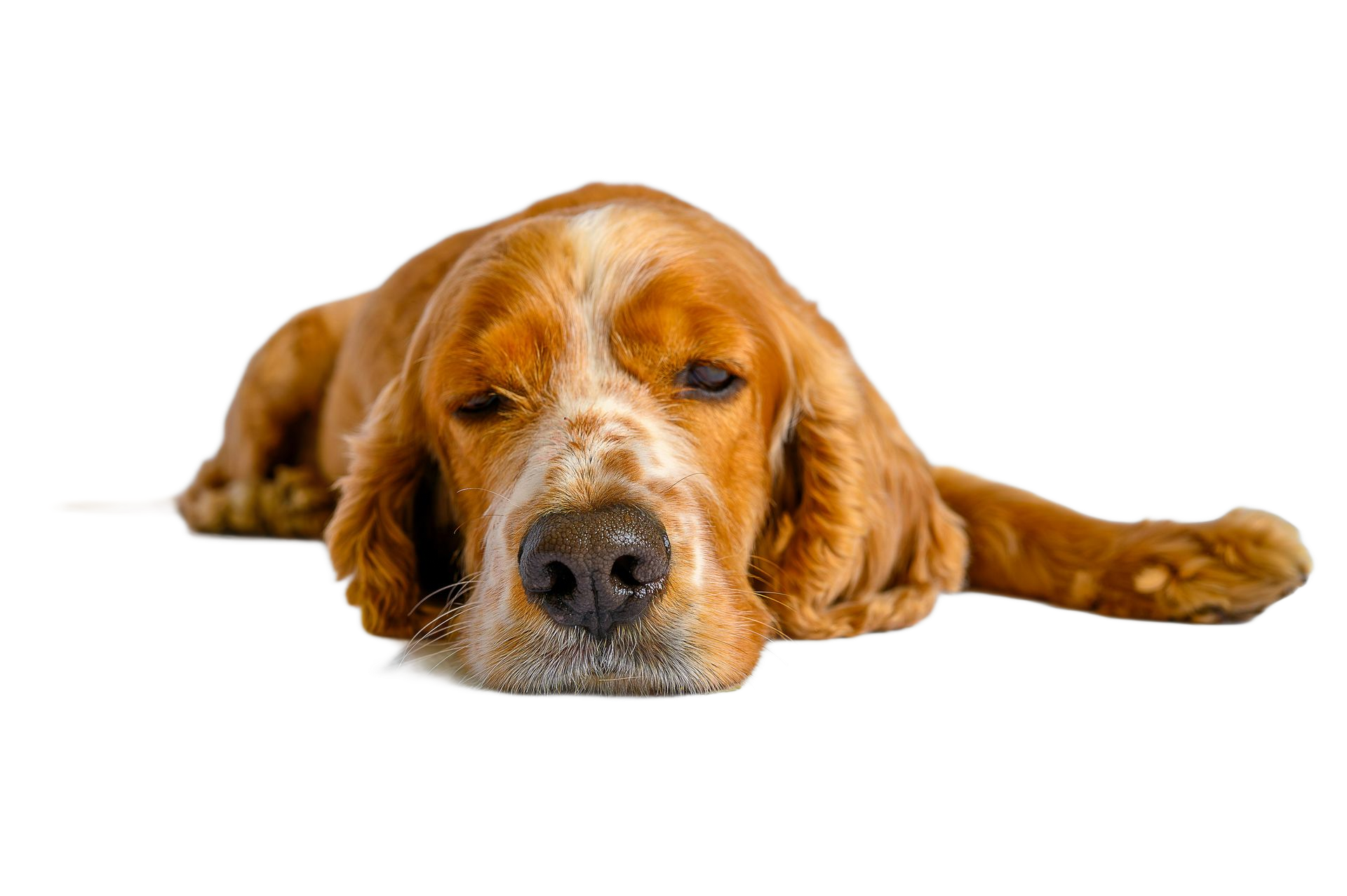 Brown dog lying flat with head resting on the ground, looking sleepy on a white background