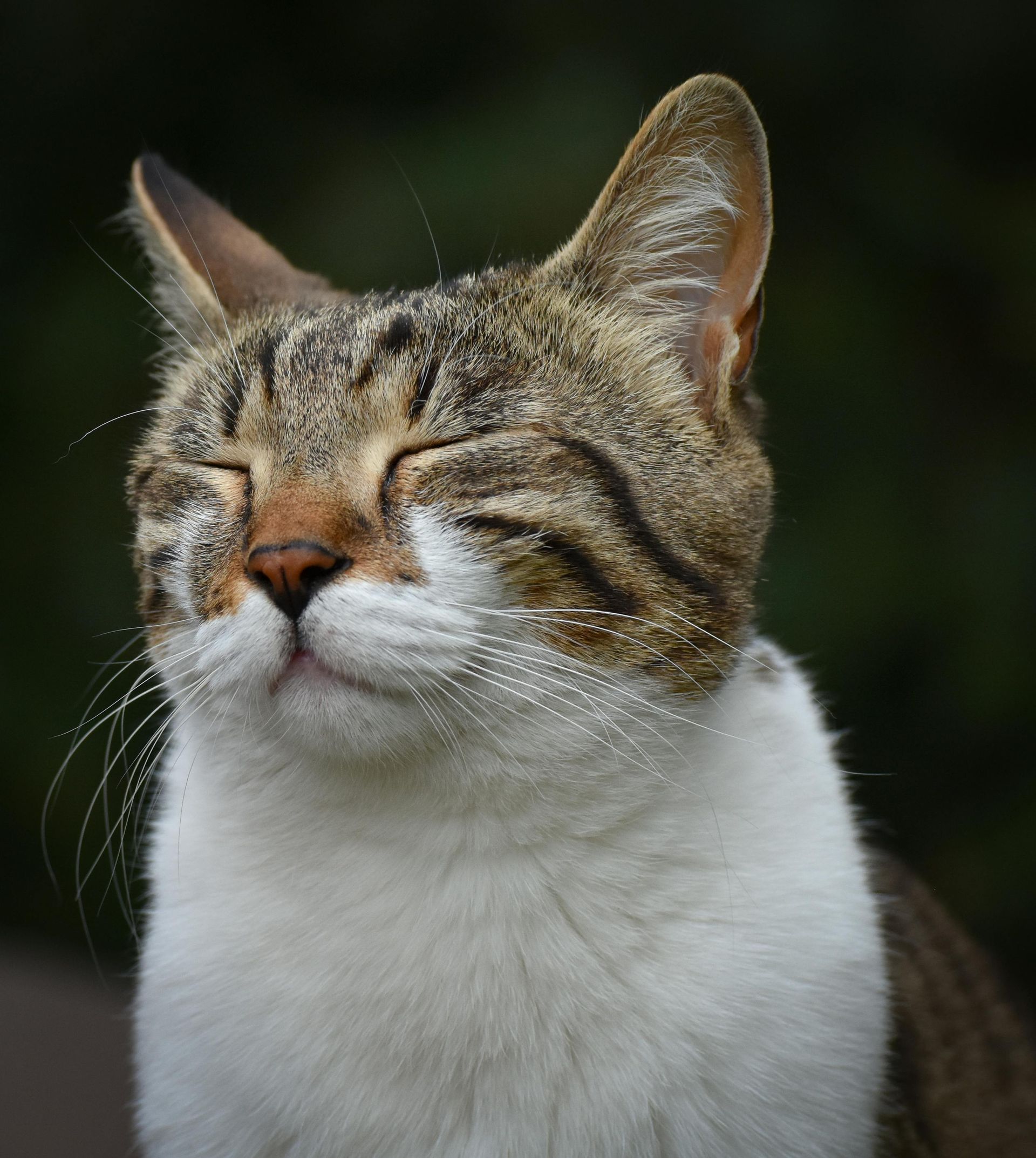 Brown-and-white cat with eyes closed, sitting against a dark background