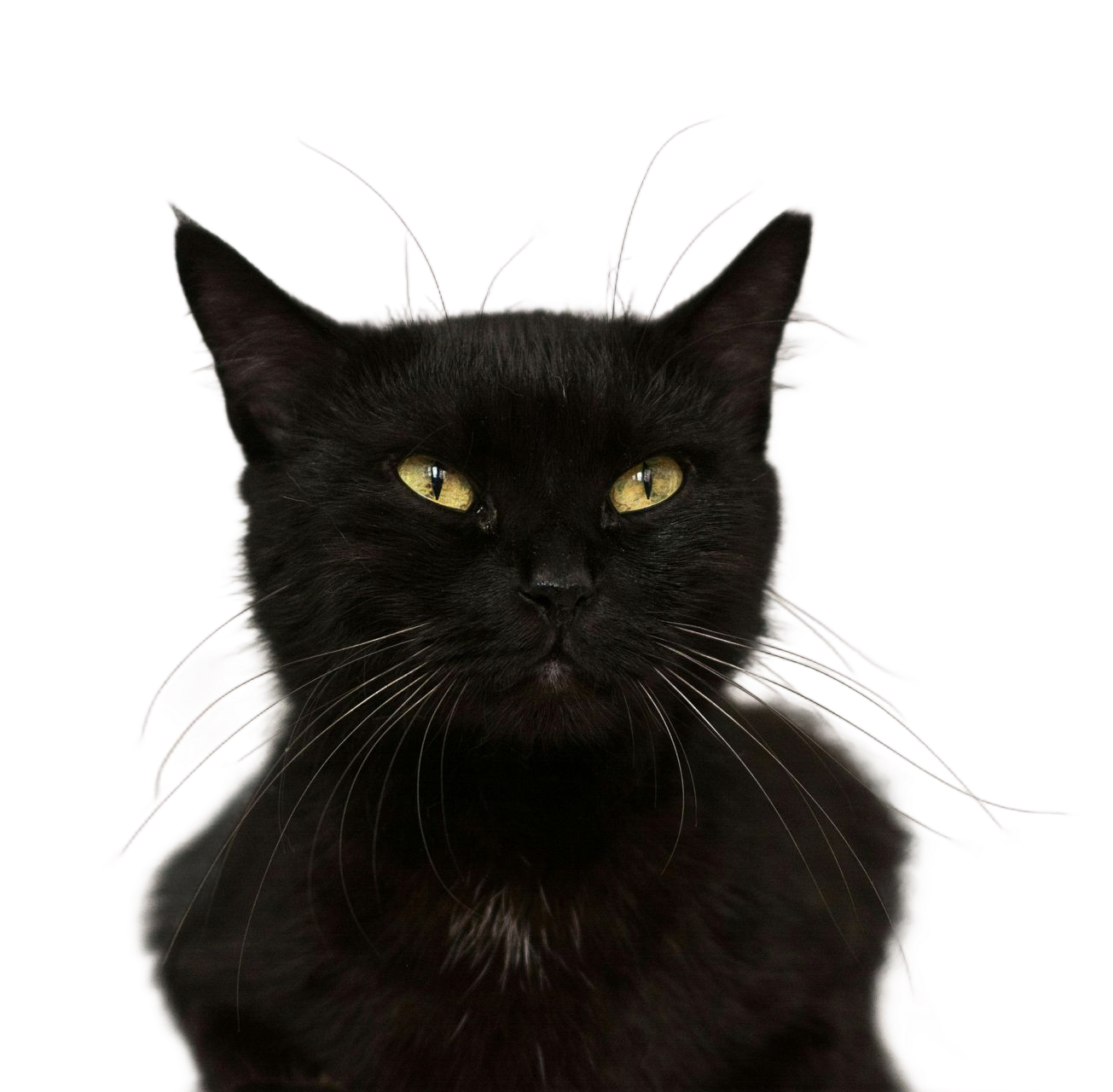 Black cat with yellow eyes on a white background