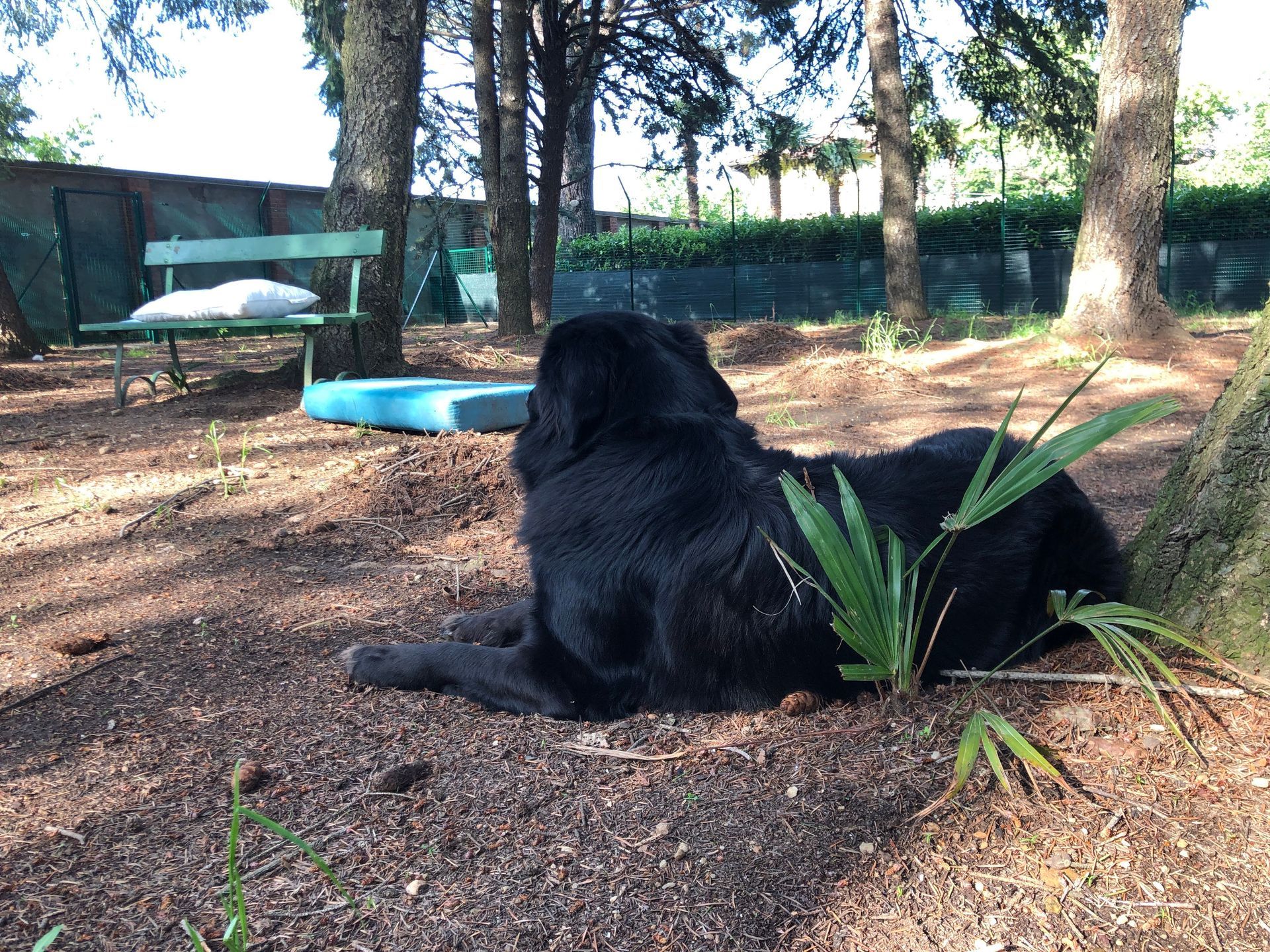resort pineta relax resort cuccia cani Mediatore uomo - cane, Attività educative ricreative per cani, Resort per cani, Pensione per cani, Accudimento cani, Educazione cinofila