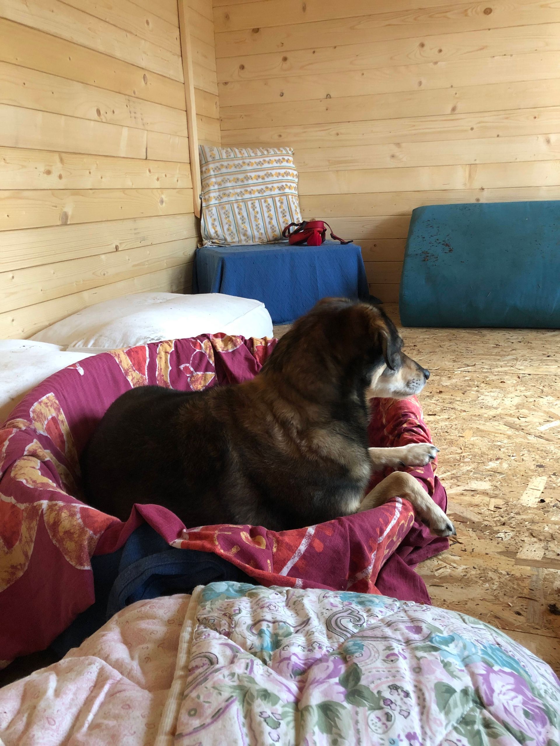 cane pineta resort cuccia resort cuccia cani Mediatore uomo - cane, Attività educative ricreative per cani, Resort per cani, Pensione per cani, Accudimento cani, Educazione cinofila