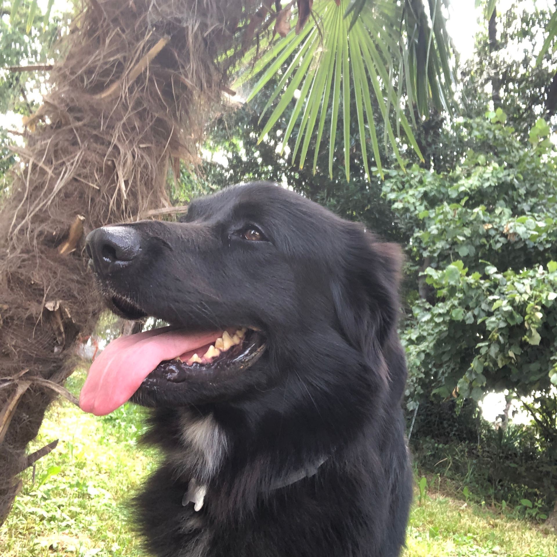 cane rilassato pineta resort