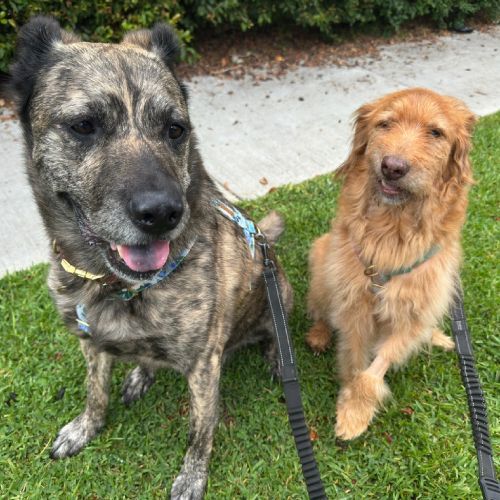 Two dogs on leashes sitting on grass. One brindle, one golden. Both are looking forward.