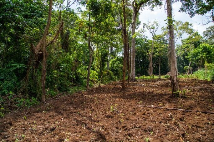 A Dirt Field in the Middle of a Forest With Trees in the Background — Sam Backhouse Tree Services in Bowral, NSW