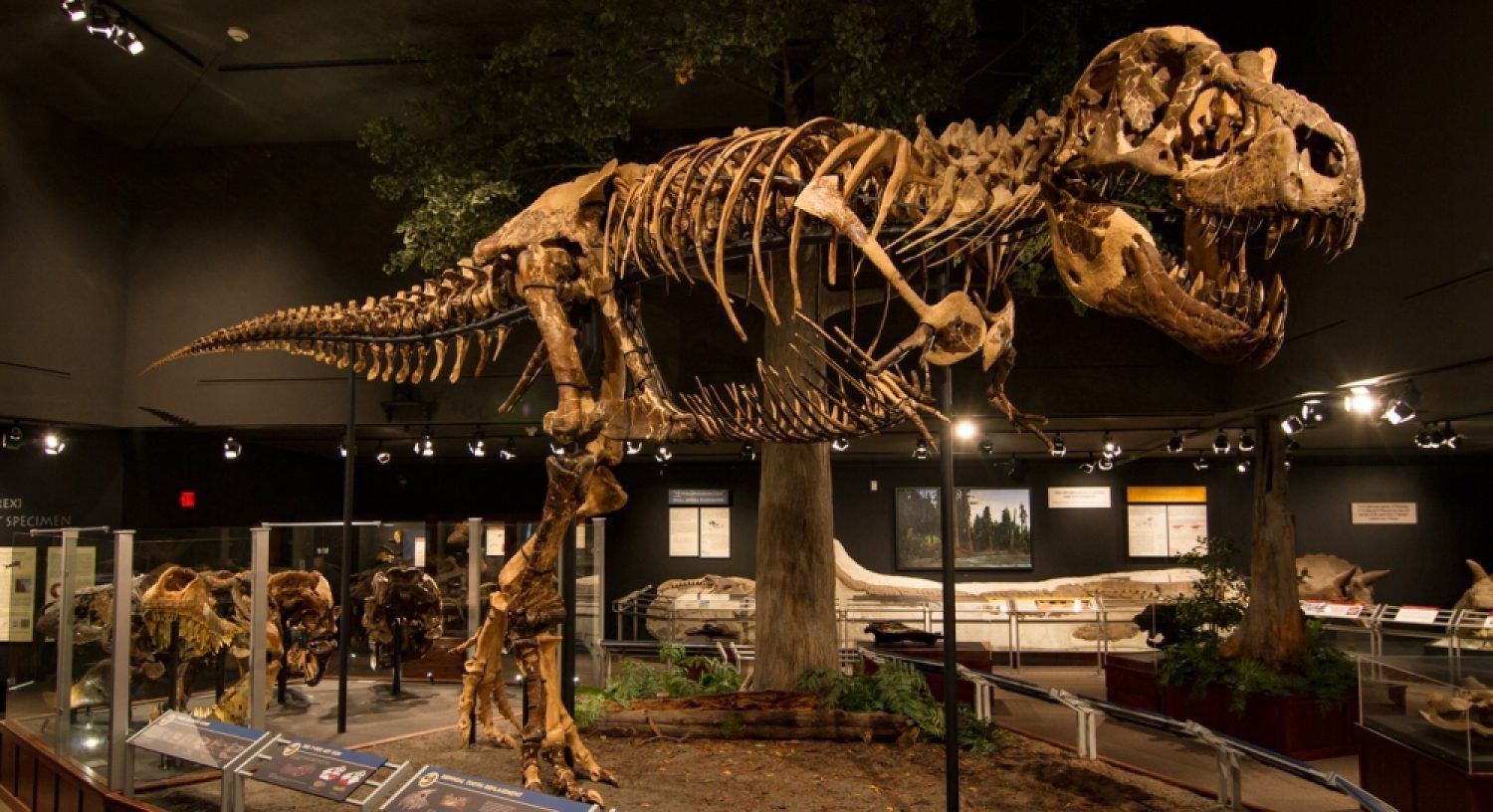 Dinosaur exhibit at the Museum of the Rockies.