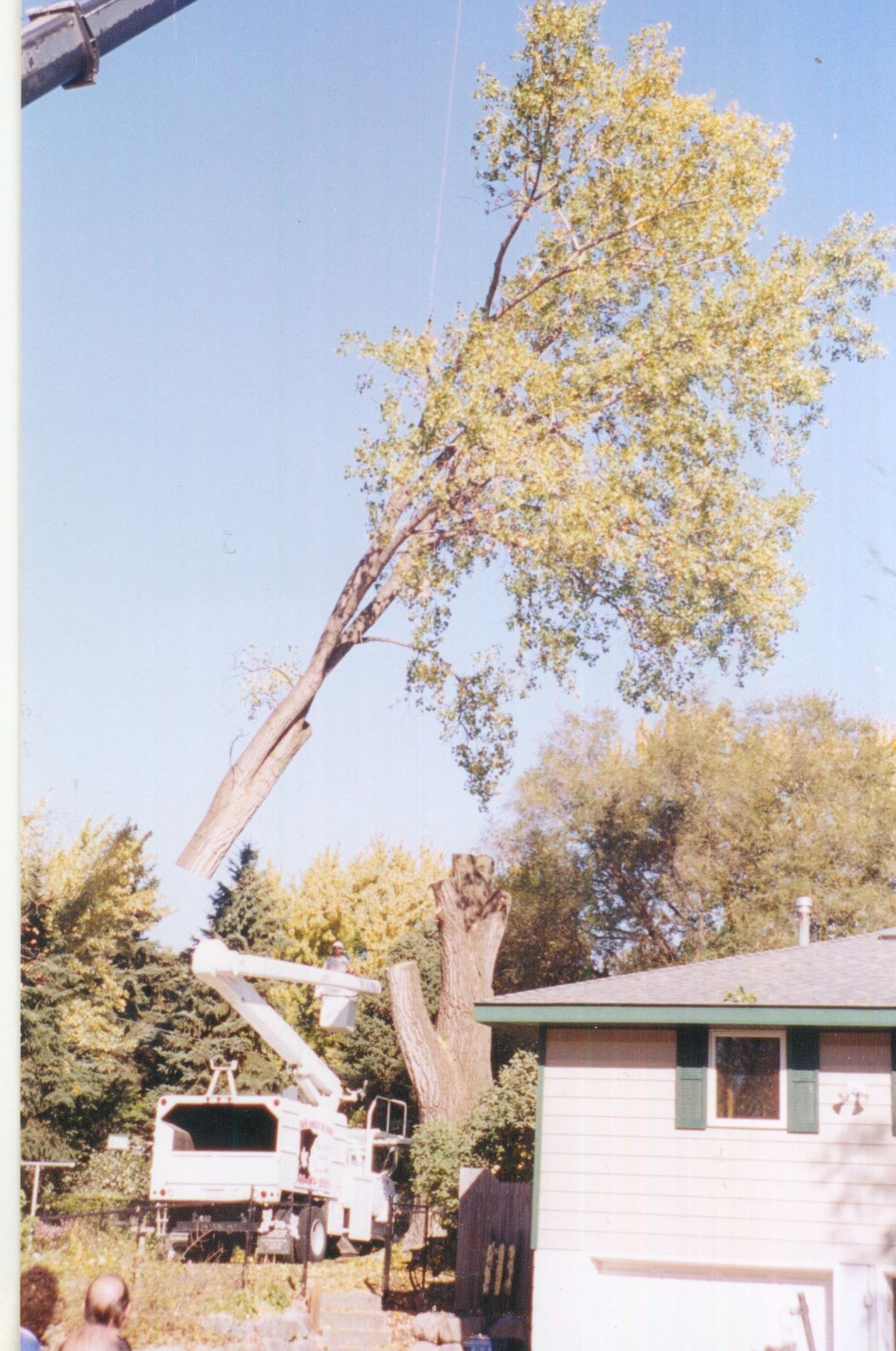 Tall tree split by storm leans over a driveway beside a house and parked truck