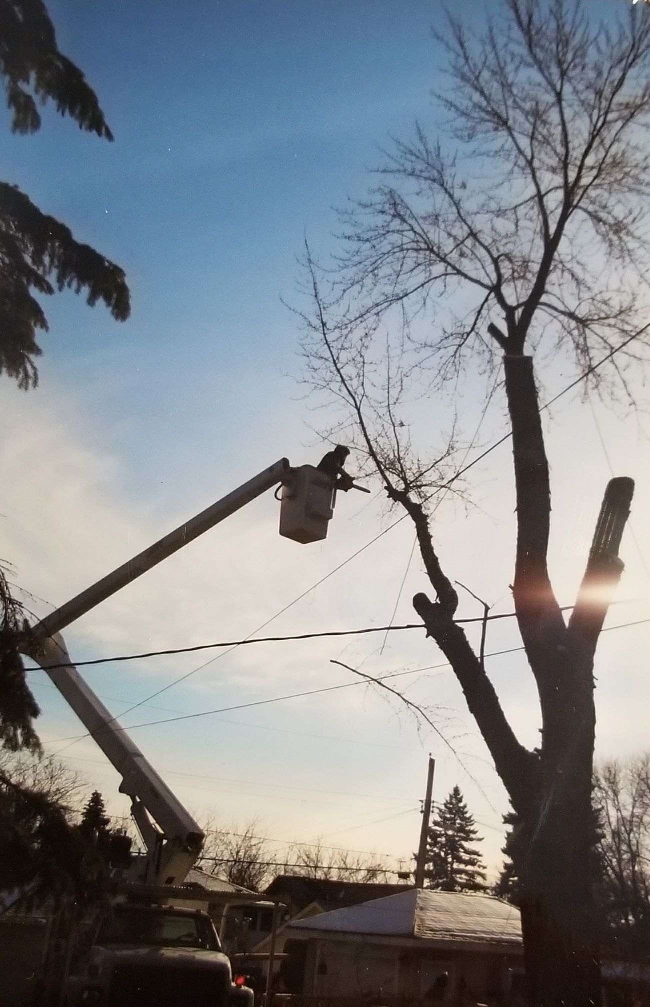 Utility worker in a bucket lift trimming a tall bare tree at sunset