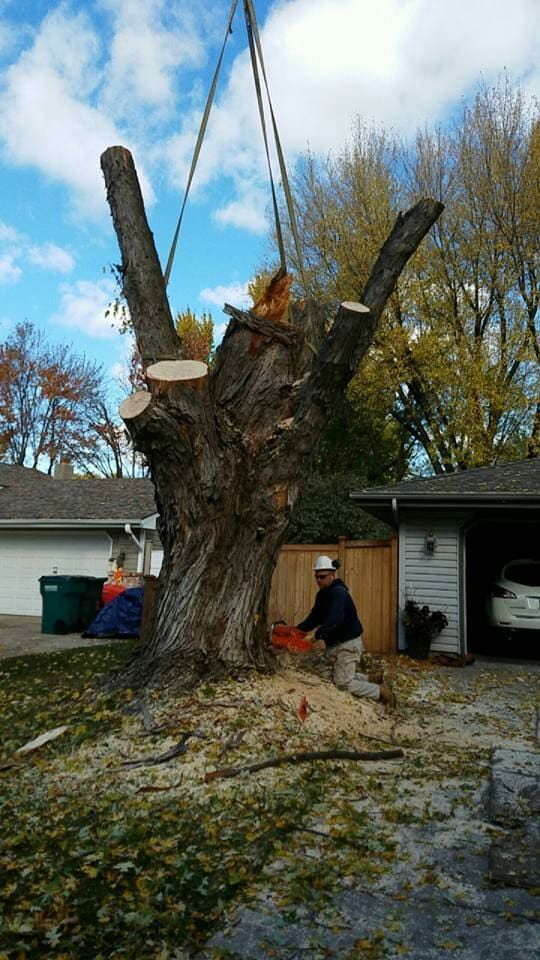 Large tree stump being removed by crane beside a house, with workers and debris on the ground.