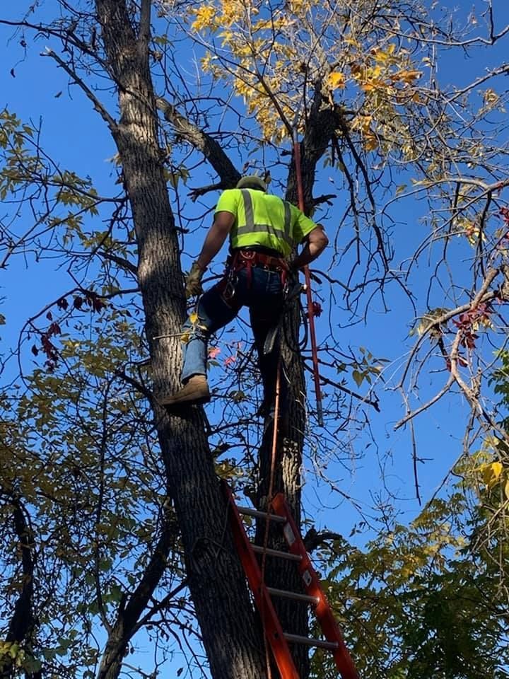 Worker in a neon vest trims a tree while standing on a ladder under a blue sky.