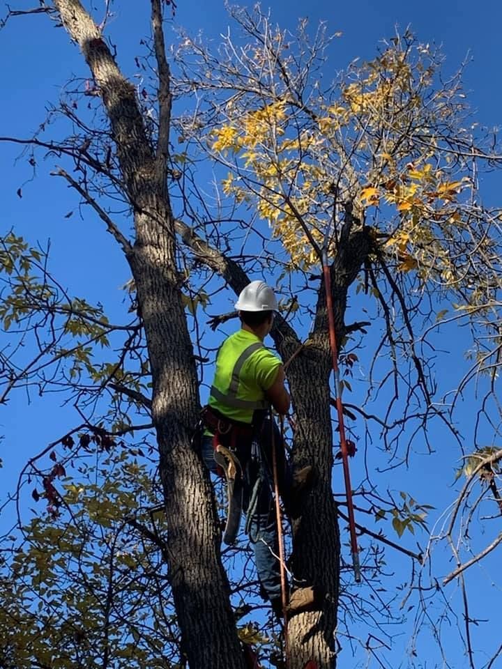 Worker in a white hard hat and green vest climbing a tree with ropes under a blue sky