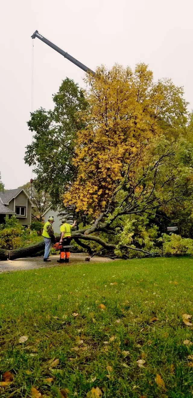 A utility pole has fallen onto a large tree in a suburban yard, with a worker inspecting the damage.