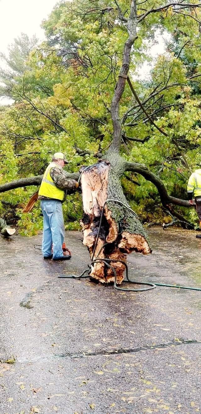 Worker chainsaws fallen tree trunk on a wet street under a large leaning tree