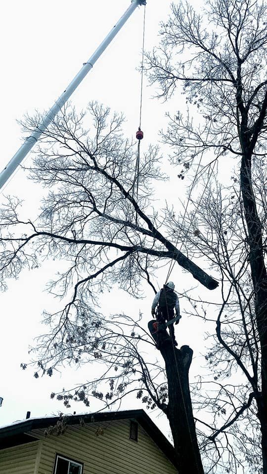 Worker in a bucket truck trimming a tall tree beside a house on a cloudy day