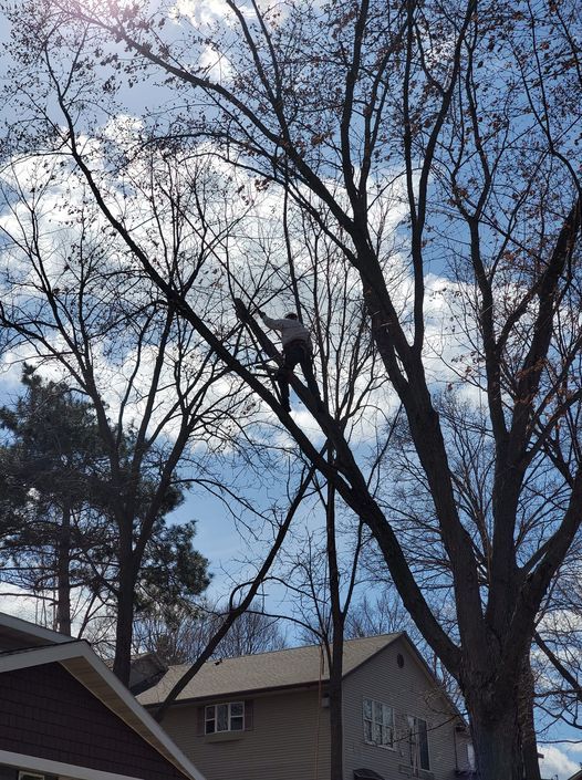 Bare tree branches against a cloudy sky above rooftops in a suburban neighborhood