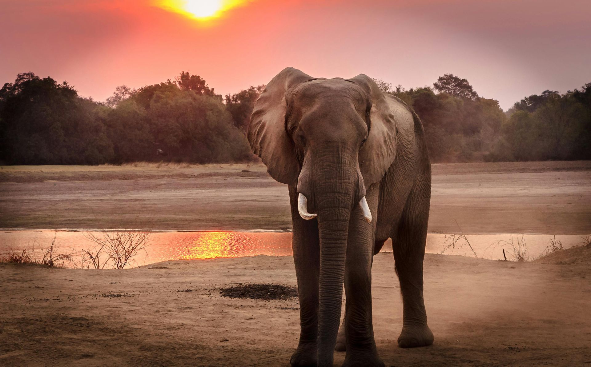 Elephant stands in an African savanna at sunset; orange sun, dry land, and water in the background.