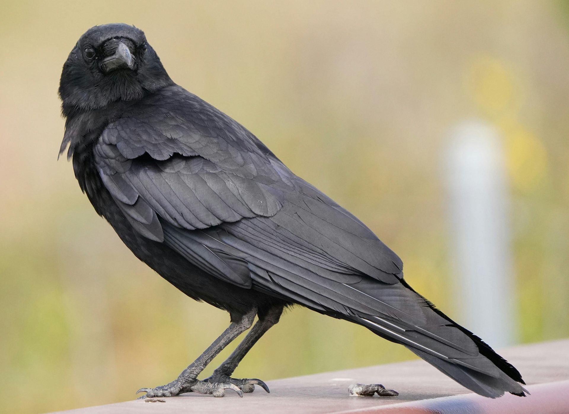 Crow in a tree