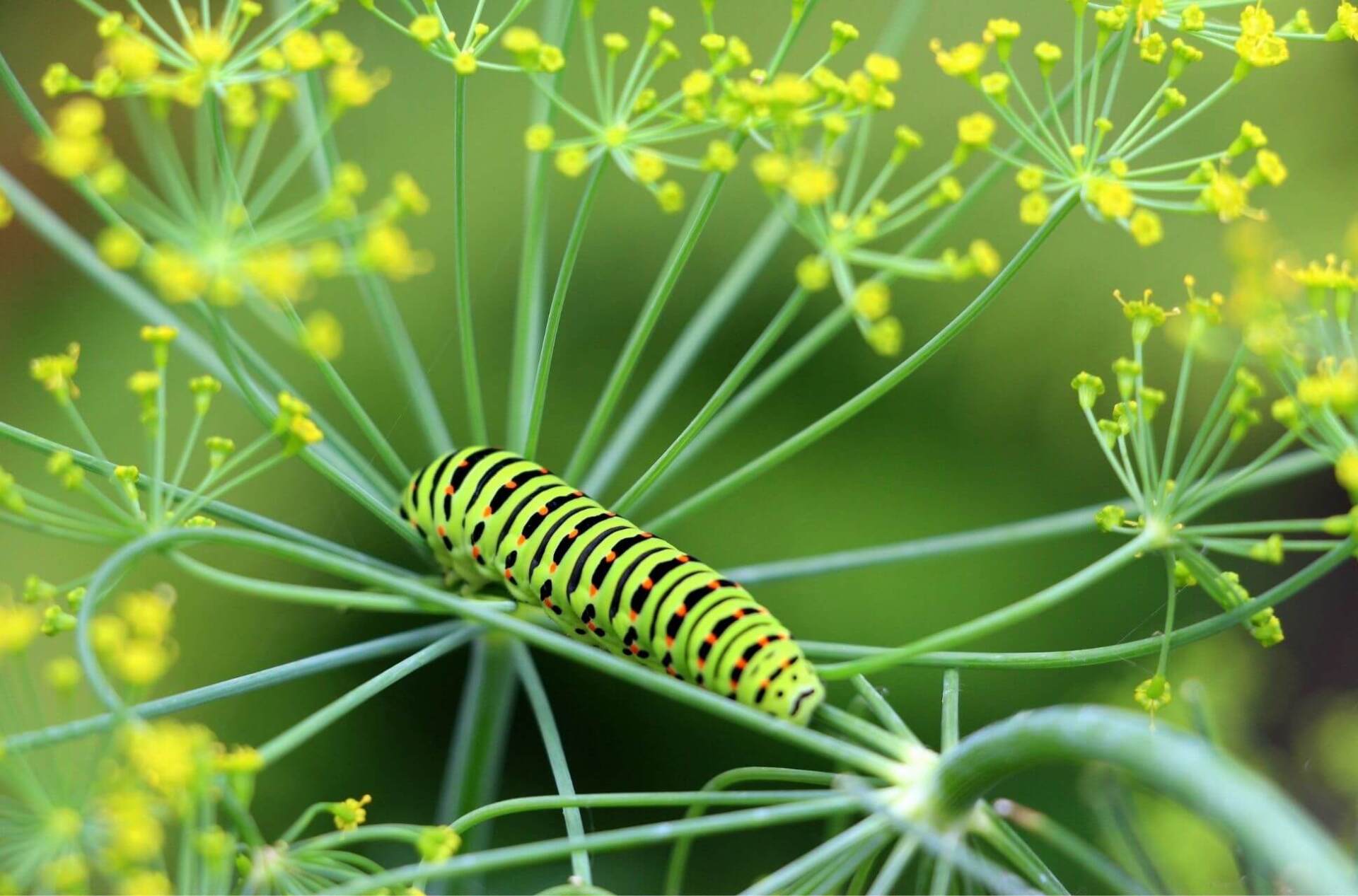 caterpillar on thin stem with yellow flowers