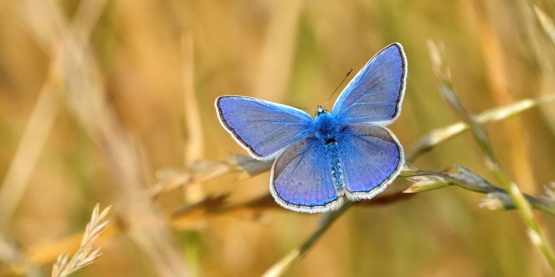 blue butterfly perched on a stem