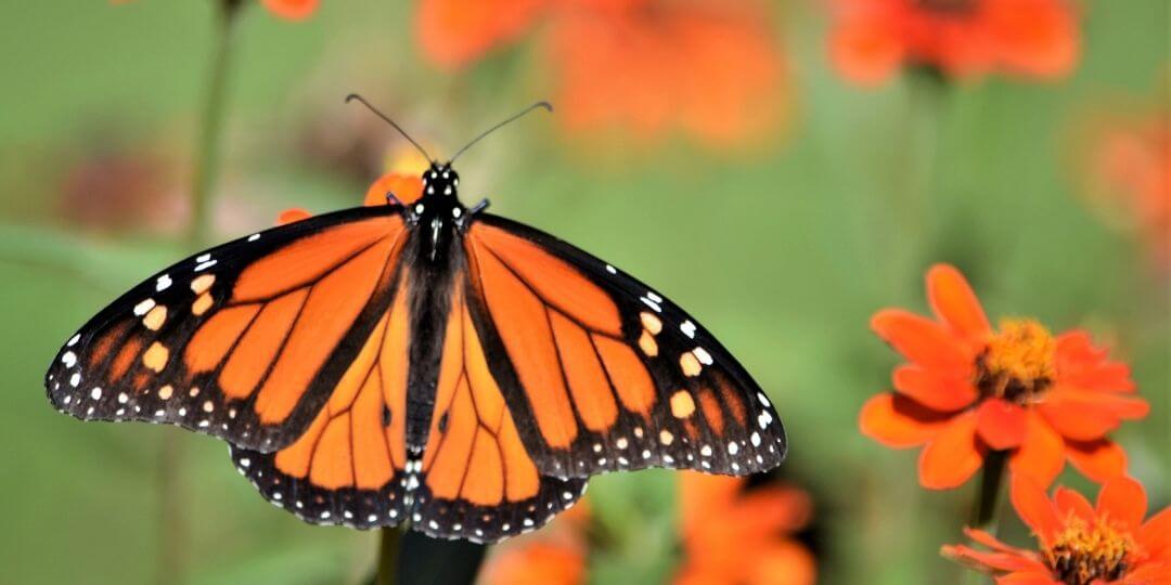 monarch butterfly on orange flower