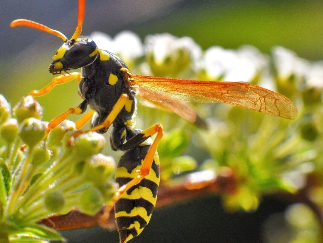 black and white striped wasp climbing on small flowers