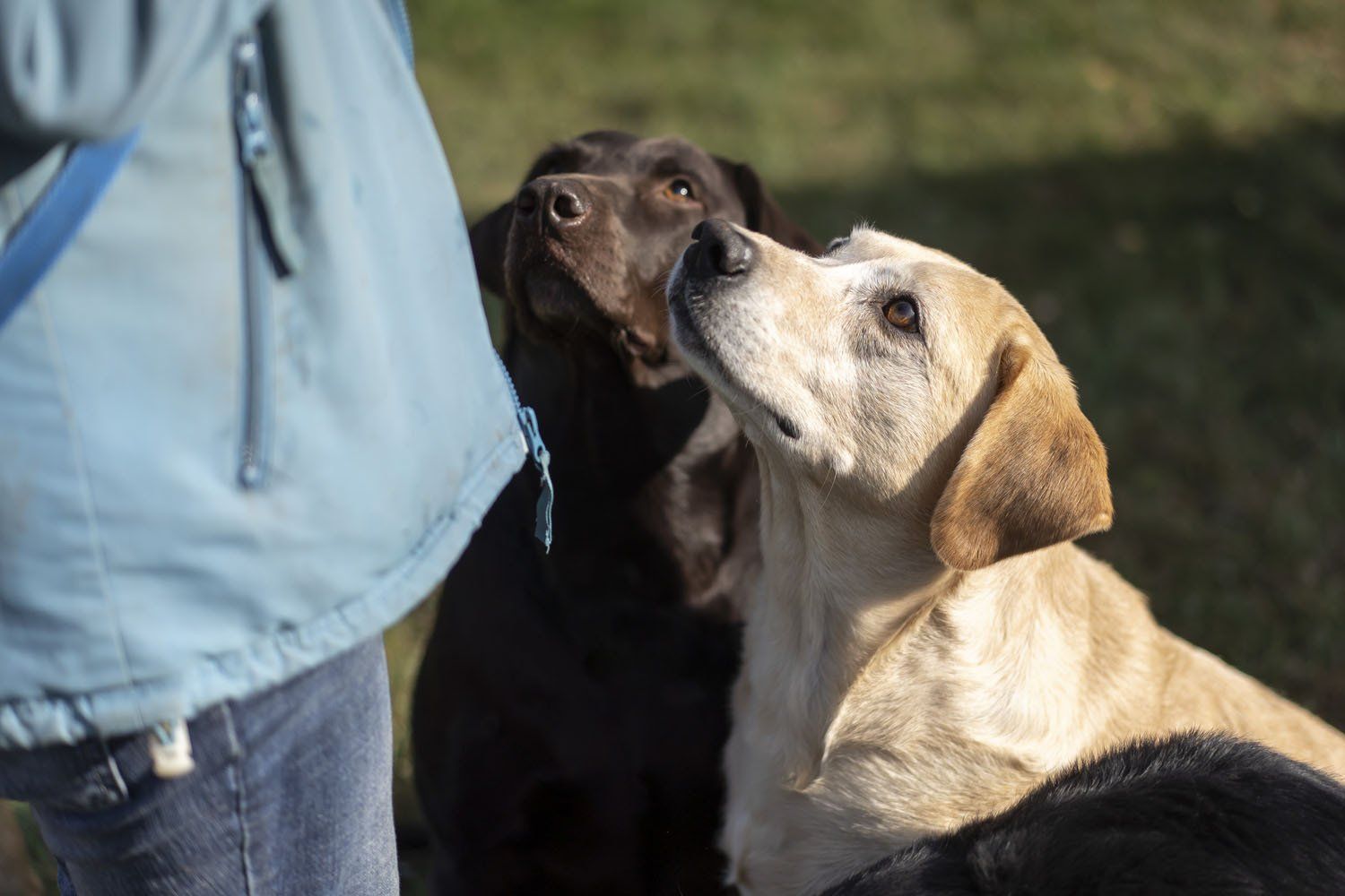 Brown Lab and Yellow Lab Looking Up at Owner for a Treat, Cogent Pet Health