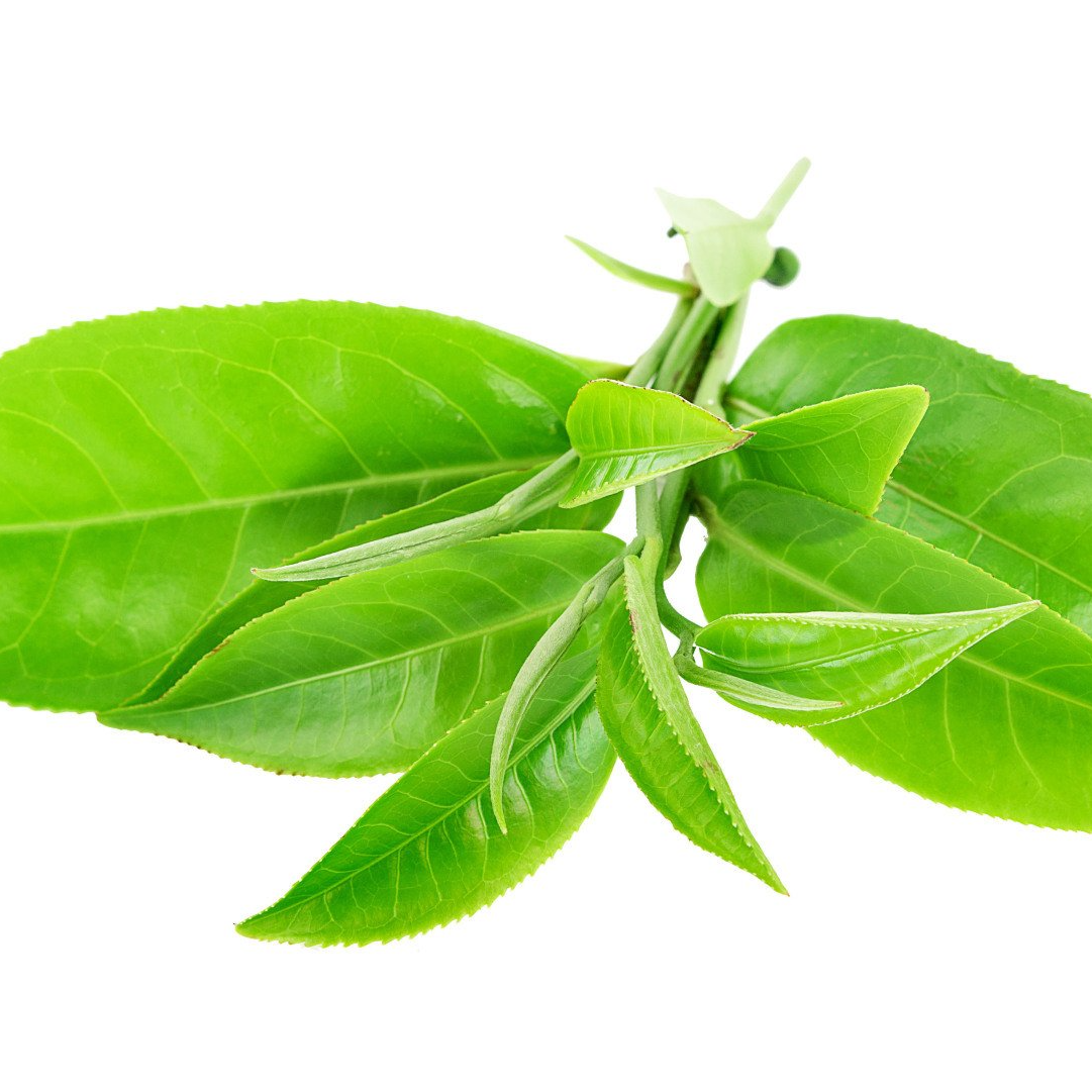 L-theanine, Primary Ingredient in Skin and Stress Chews by Cogent Pet Health