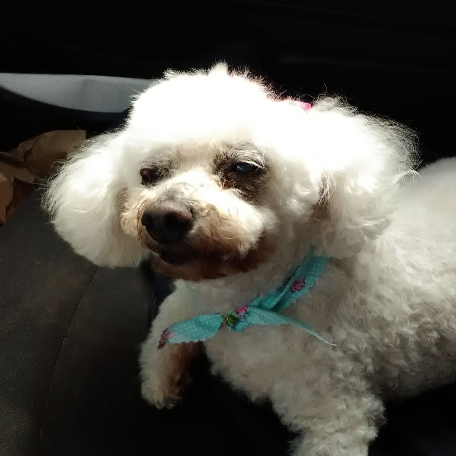Amy and Miss Lilly, Cogent Pet Health Customer Testimonial