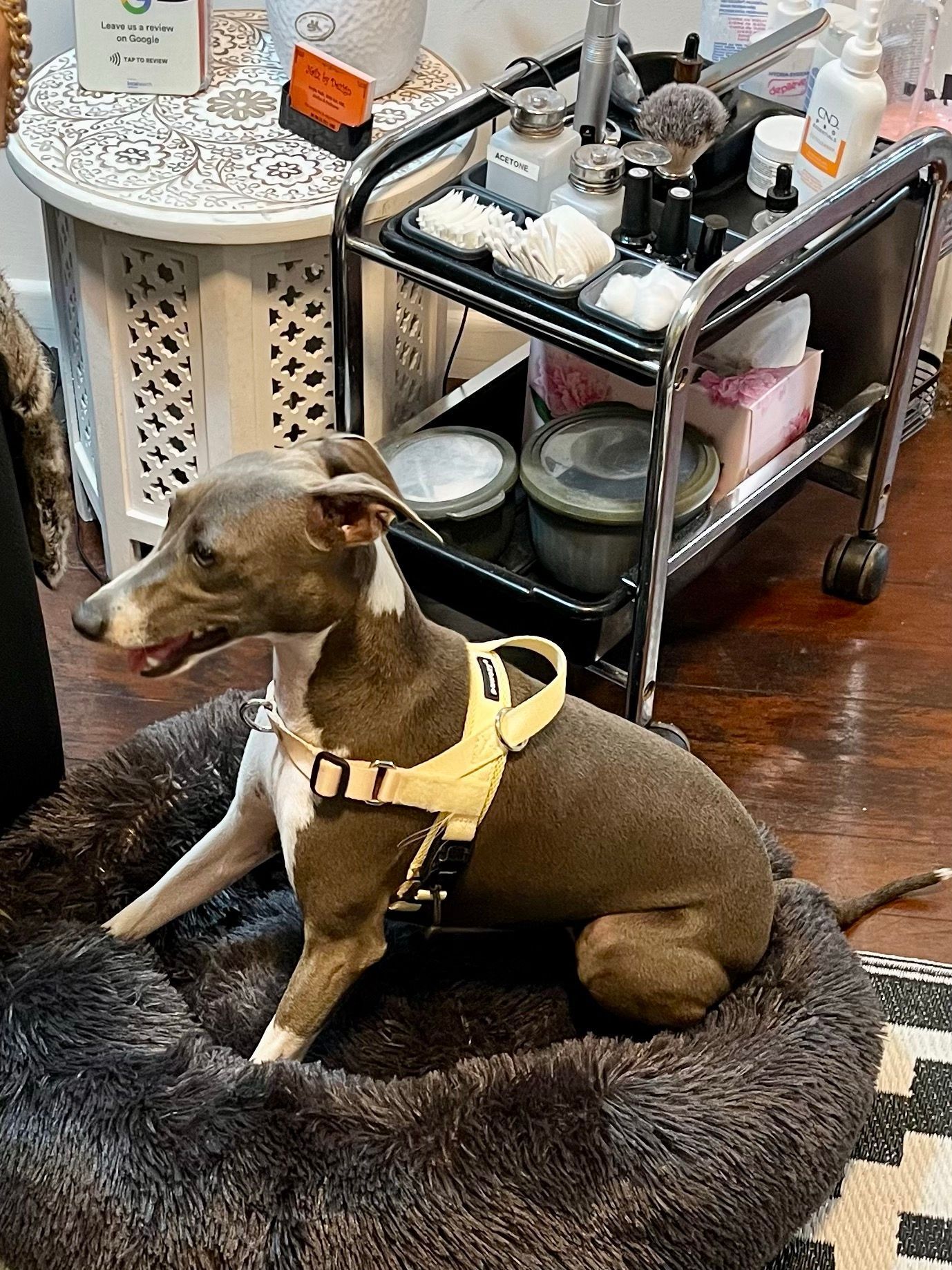 Brown and White Dog in a Yellow Harness — Nailz By Dezign In Airlie Beach, QLD