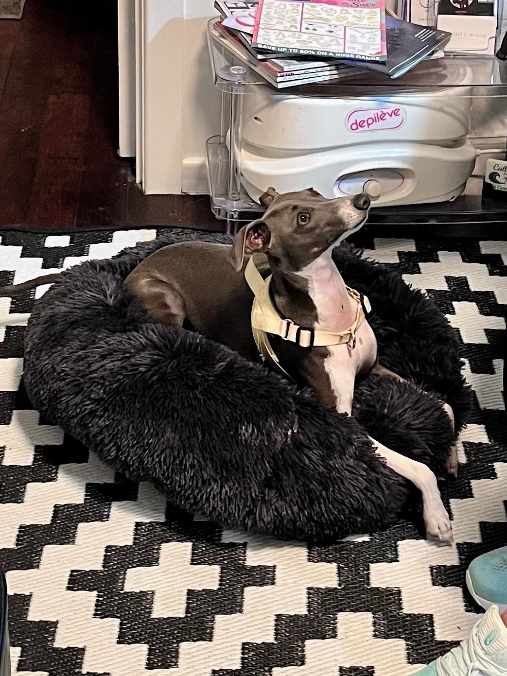 Small Dog Curled on a Black-and-white Rug — Nailz By Dezign In Airlie Beach, QLD