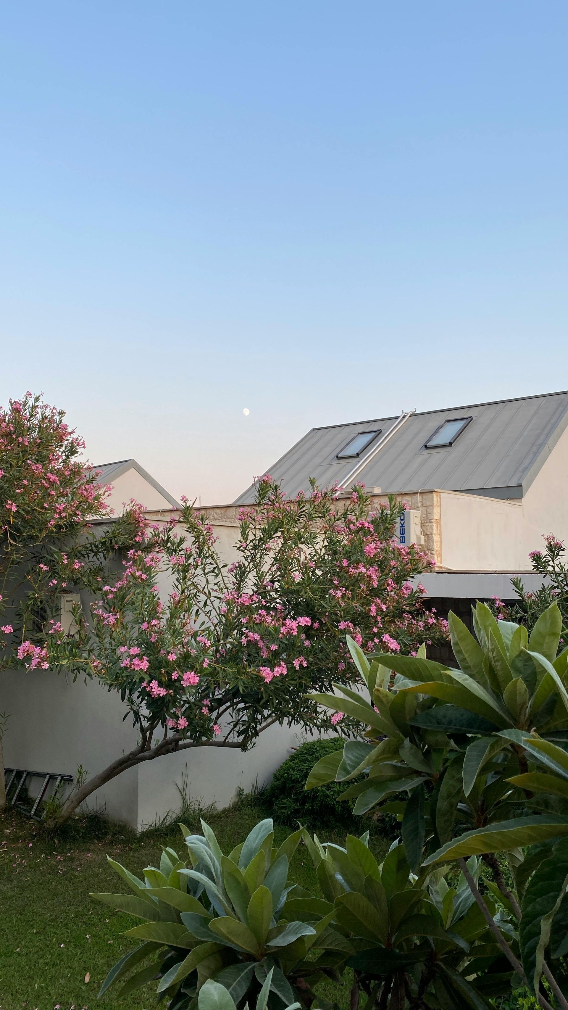 There is a tree with pink flowers in the foreground and a house in the background.