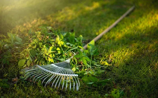 benefits of seasonal yard cleanup in pinehurst nc
