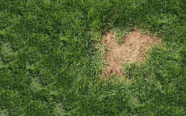 lawn grub control service pinehurst nc