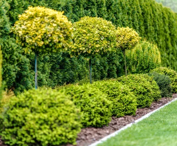 plant health care program for trees and shrubs pinehurst nc