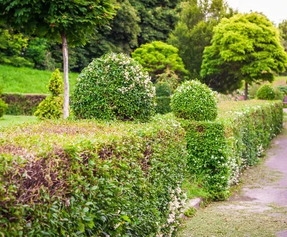 signs you need tree and shrub fertilization pinehurst nc