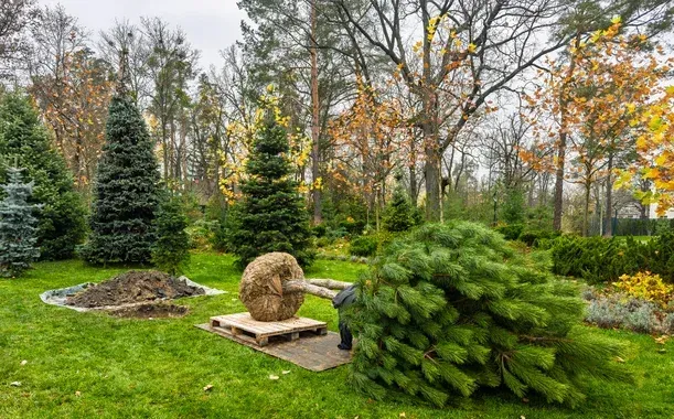 tree installation in pinehurst nc