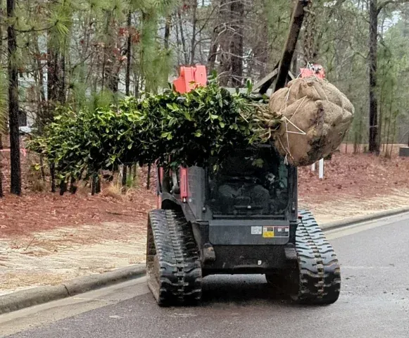 tree installers in pinehurst nc