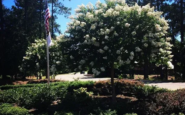 tree transplanting in pinehurst nc